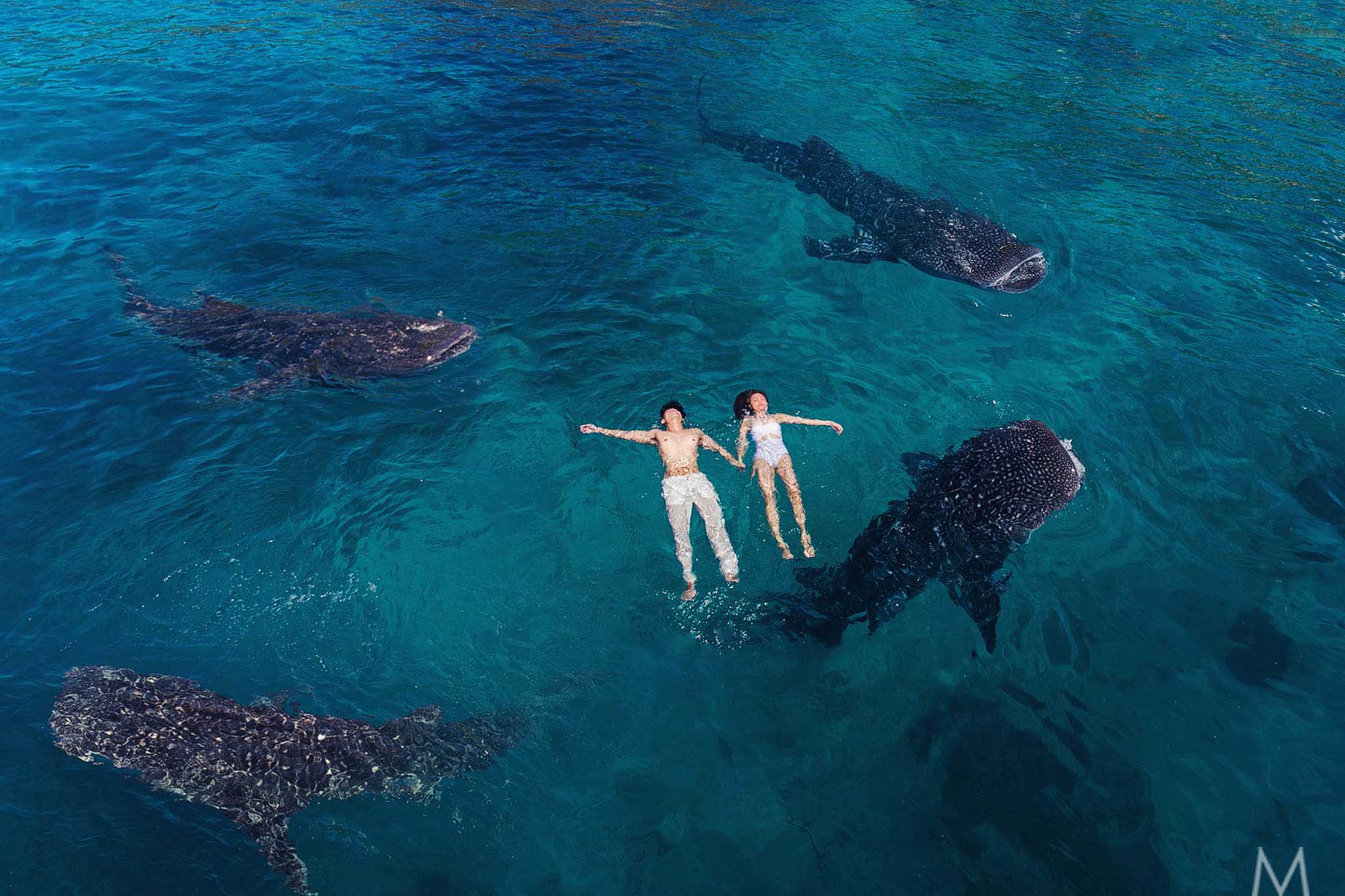 Oslob Whale Shark Pre-Wedding | Chex and Ed - Modern Destination